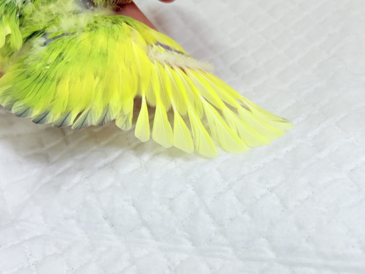 ちゅやちゅやおめめ♡カラフルな羽🐣💐コザクラインコ(タイガーチェリー) ヒナ コザクラインコ(小桜インコ)