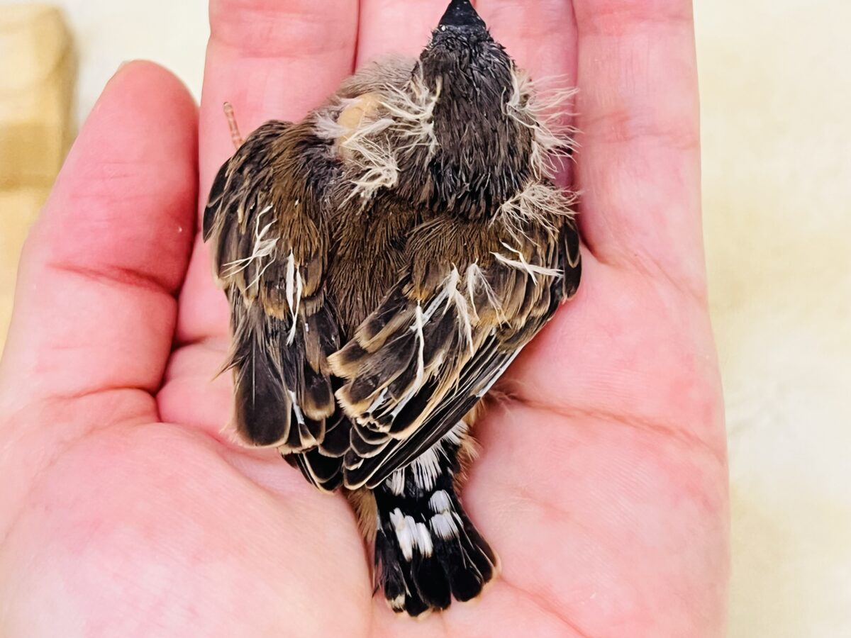 テイテイテイっ‼︎小さくても存在感ばっちり!キンカ鳥の雛入舎しています☆ 錦花鳥(キンカチョウ)