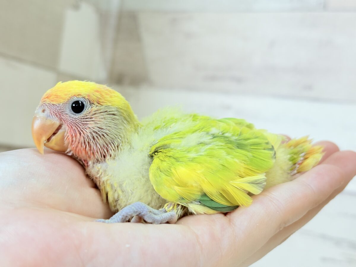 ちゅやちゅやおめめ♡カラフルな羽🐣💐コザクラインコ(タイガーチェリー) ヒナ コザクラインコ(小桜インコ)