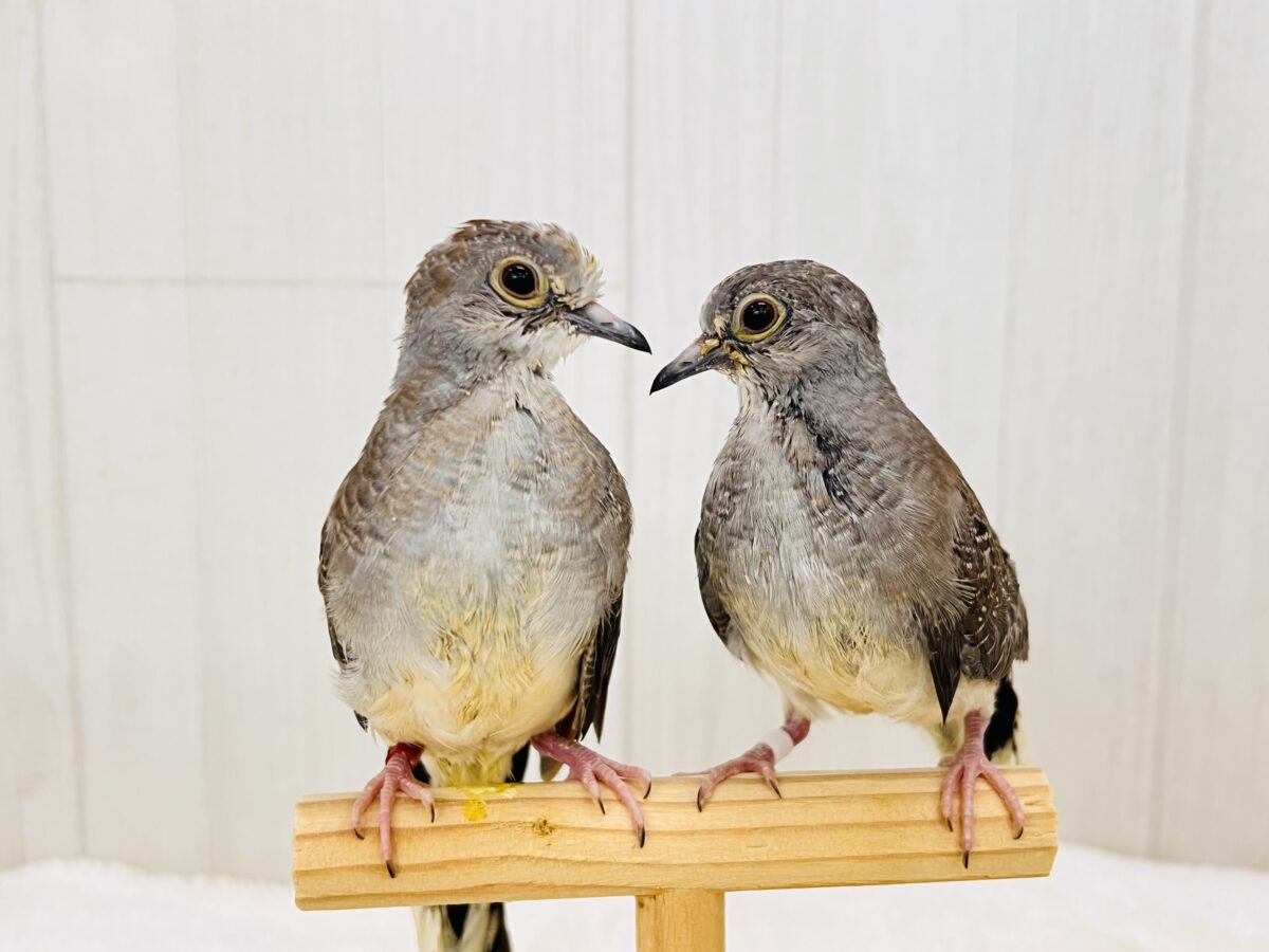 粉雪で涼しげに❄️✨ウスユキ鳩さんが入舎しました ウスユキバト