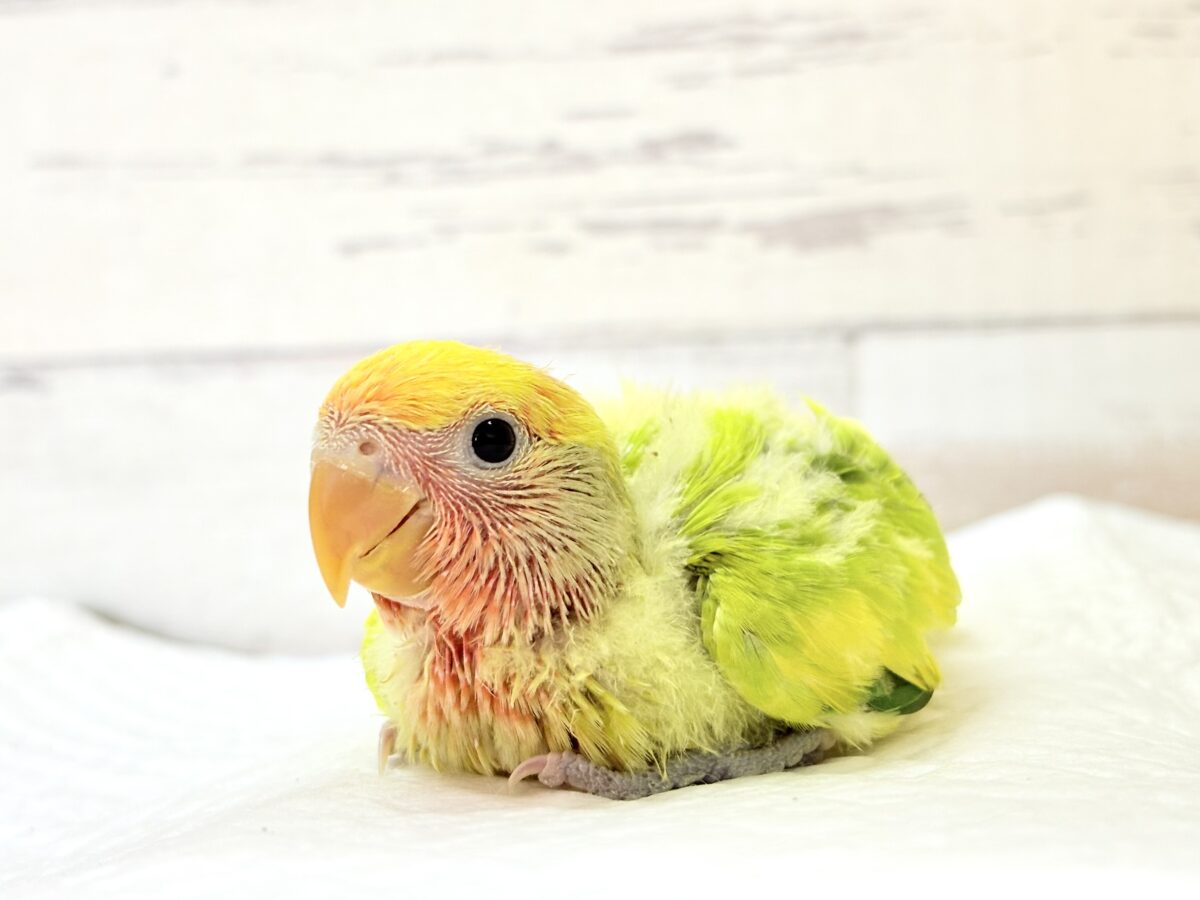 コザクラインコ（小桜インコ）