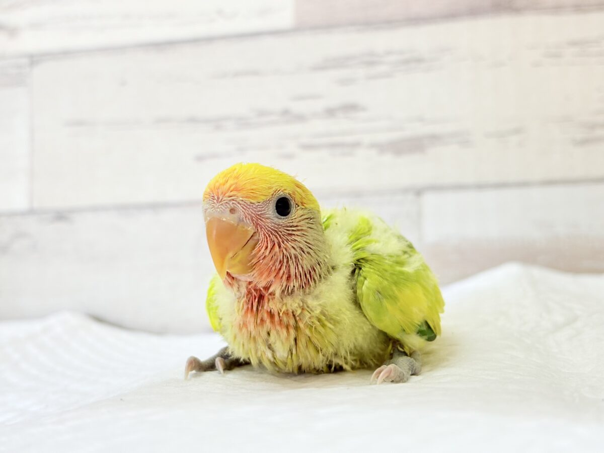 コザクラインコ（小桜インコ）
