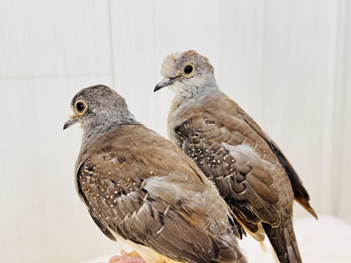 粉雪で涼しげに❄️✨ウスユキ鳩さんが入舎しました ウスユキバト