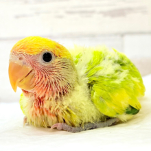 ちゅやちゅやおめめ♡カラフルな羽🐣💐コザクラインコ(タイガーチェリー) ヒナ