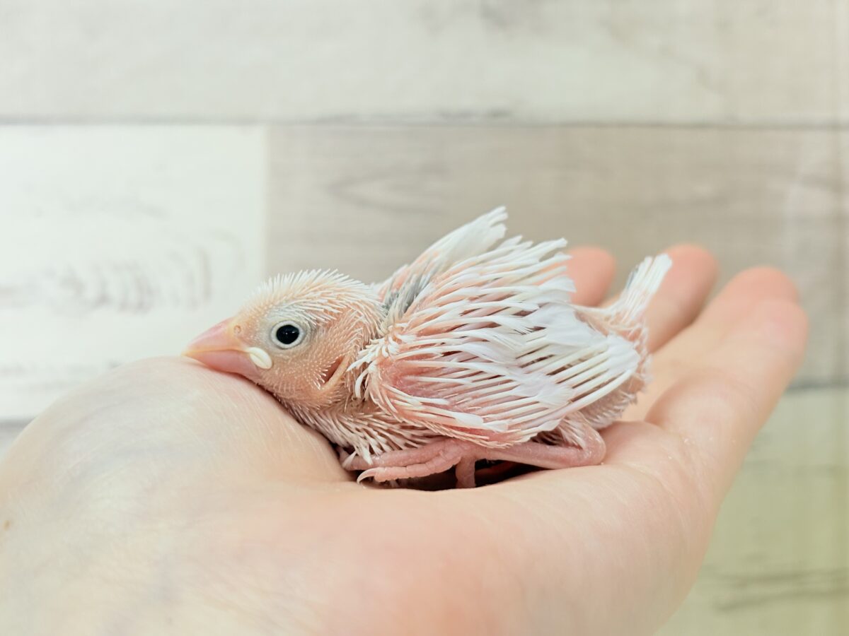 目指せ𖤐 ̖́-純白天使🐣🤍白文鳥 ヒナ 白文鳥