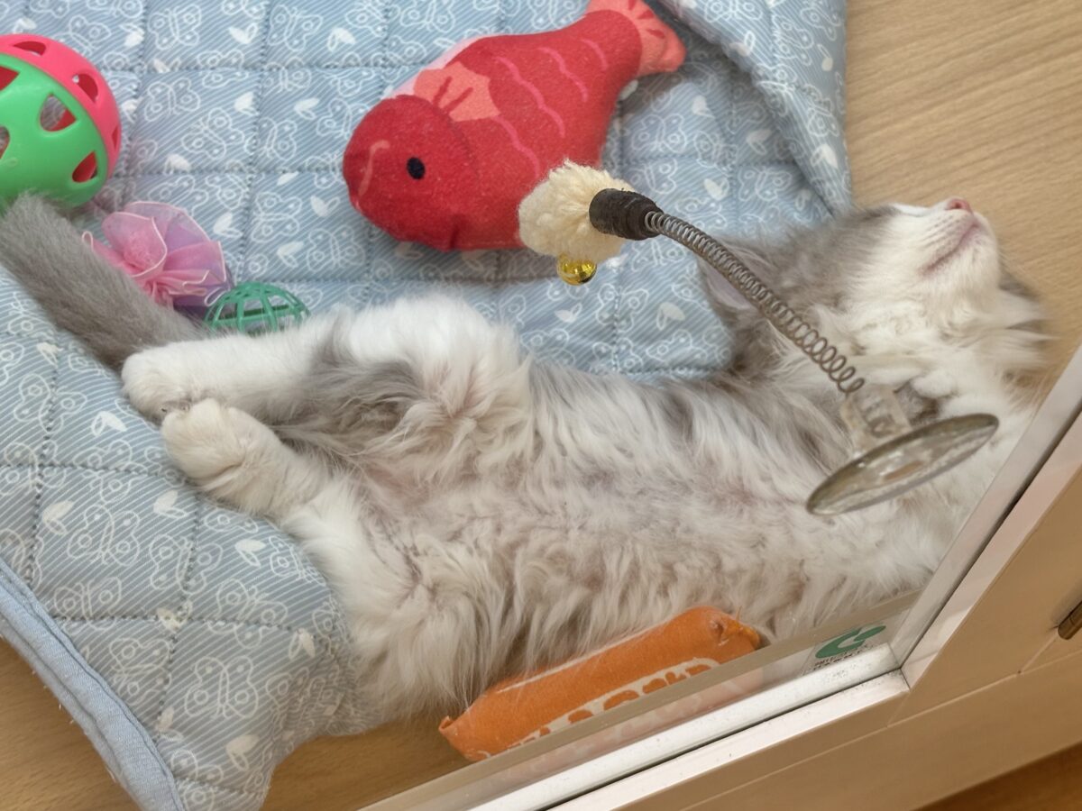 サイベリアン