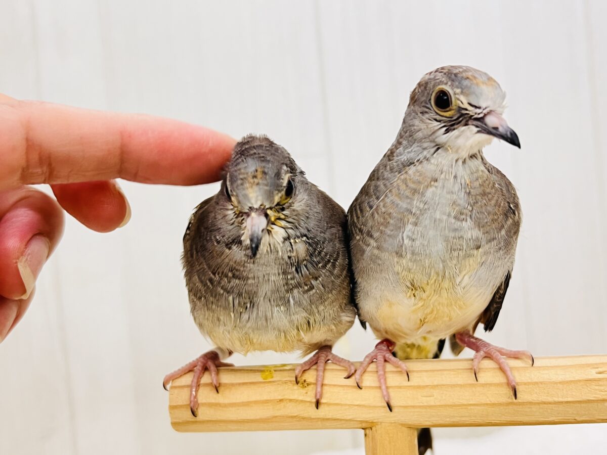 粉雪で涼しげに❄️✨ウスユキ鳩さんが入舎しました ウスユキバト