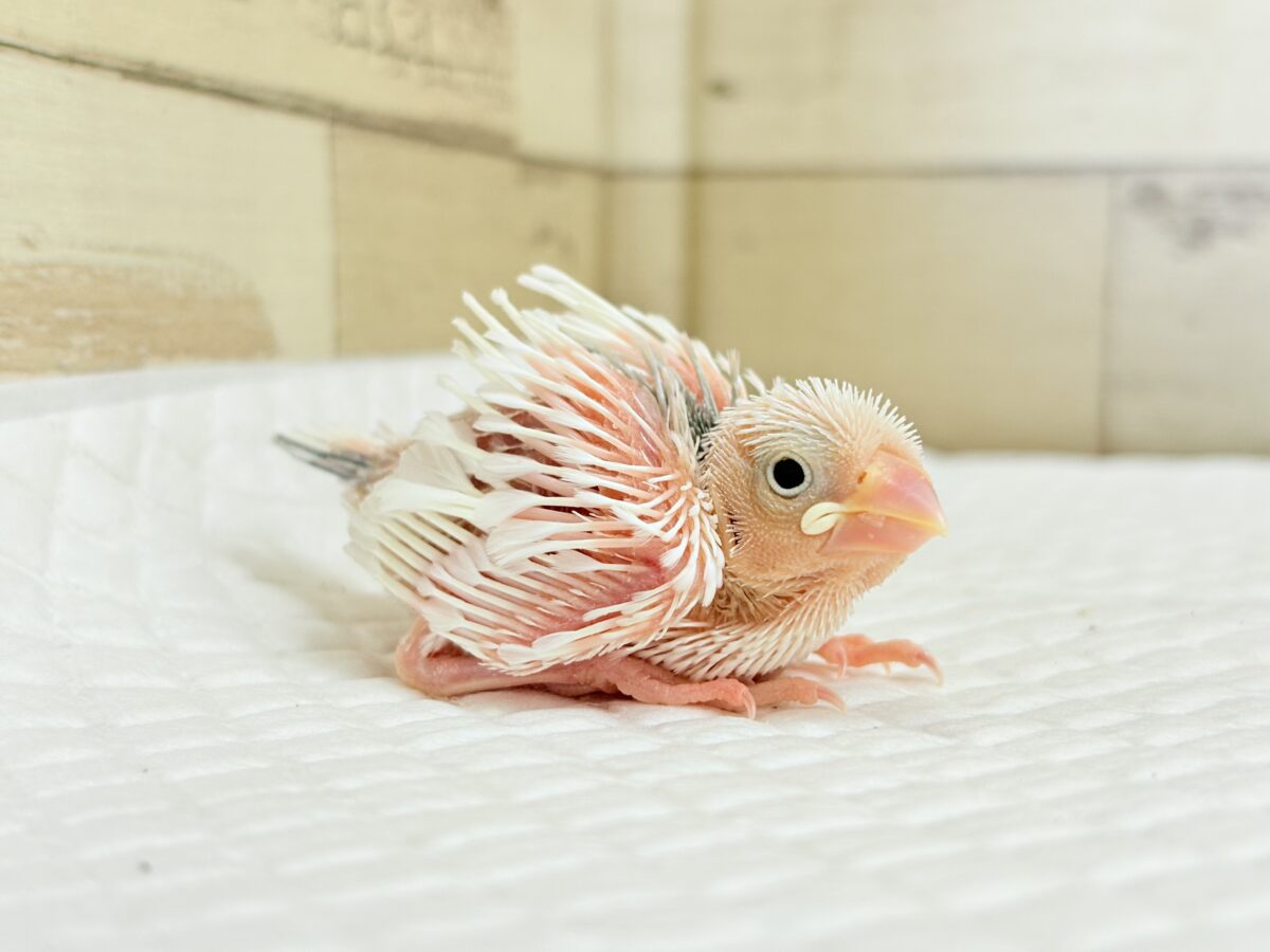 目指せ𖤐 ̖́-純白天使🐣🤍白文鳥 ヒナ 白文鳥