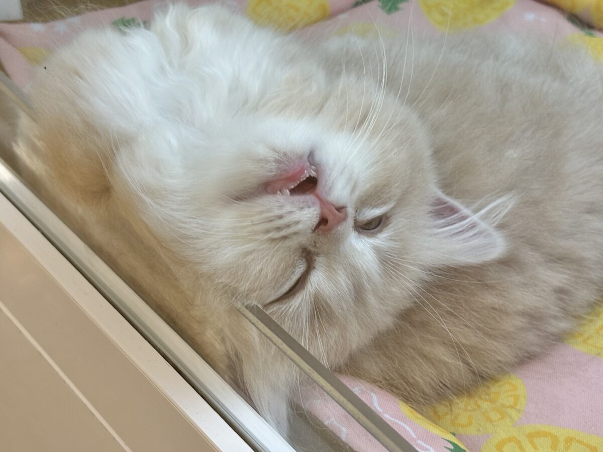 超ホヤホヤ最新画像✨お願い〜ボクからなでて〜♥ラガマフィンくん! ラガマフィン