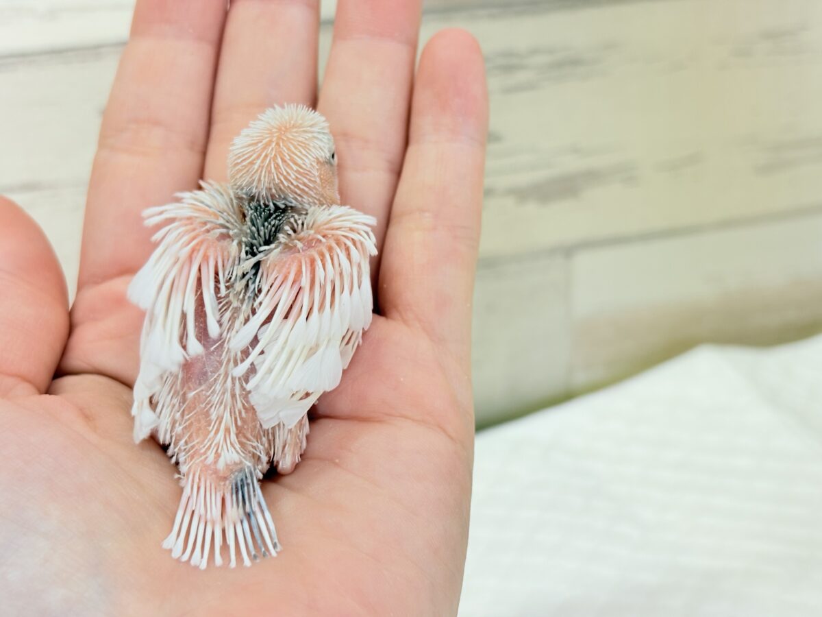 目指せ𖤐 ̖́-純白天使🐣🤍白文鳥 ヒナ 白文鳥