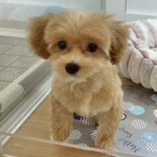 超ホヤホヤ最新画像✨私を見てぇ〜〜〜〜！マルプーちゃん！