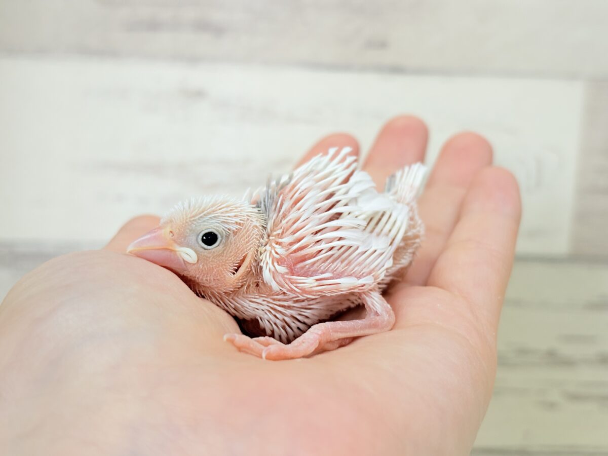 目指せ𖤐 ̖́-純白天使🐣🤍白文鳥 ヒナ 白文鳥