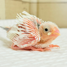目指せ𖤐  ̖́-‬純白天使🐣🤍白文鳥 ヒナ