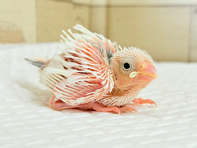 目指せ𖤐  ̖́-‬純白天使🐣🤍白文鳥 ヒナ