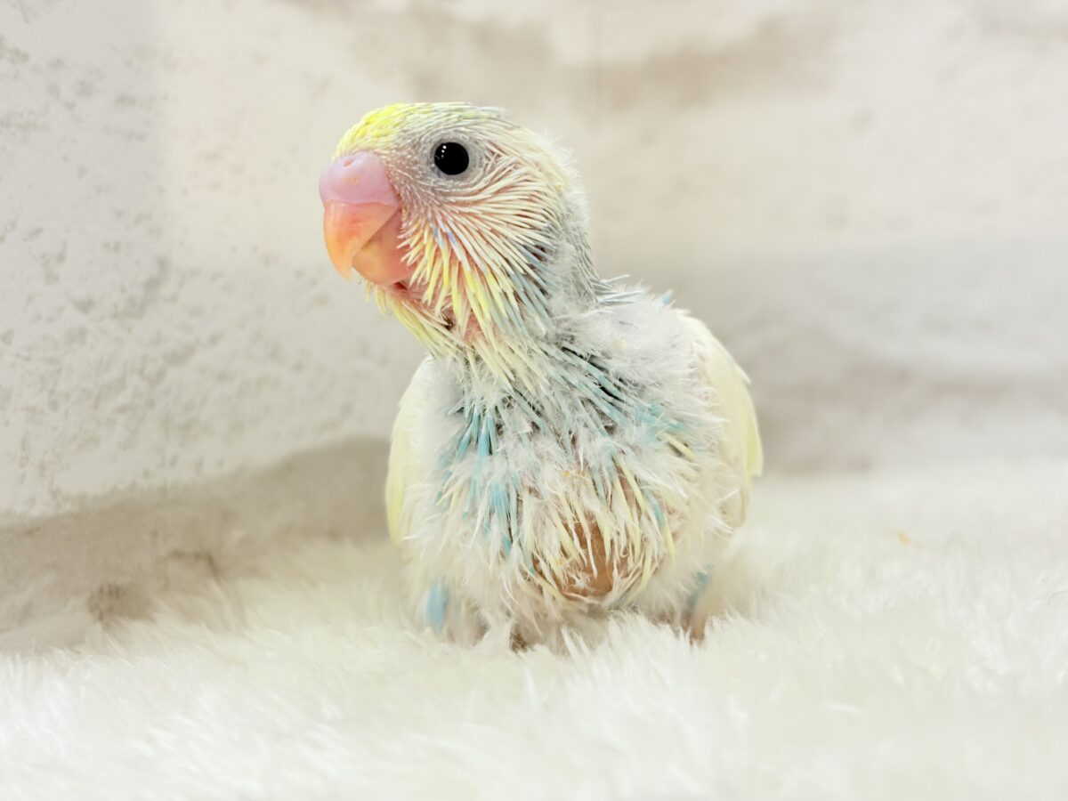 ヨチヨチ歩きで突撃だっ!!!セキセイインコ(パステルレインボーパイド) ヒナ セキセイインコ