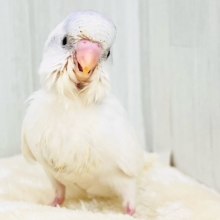 忘れん坊の慌てん坊?♡セキセイインコのヘビーブルーパイド💙