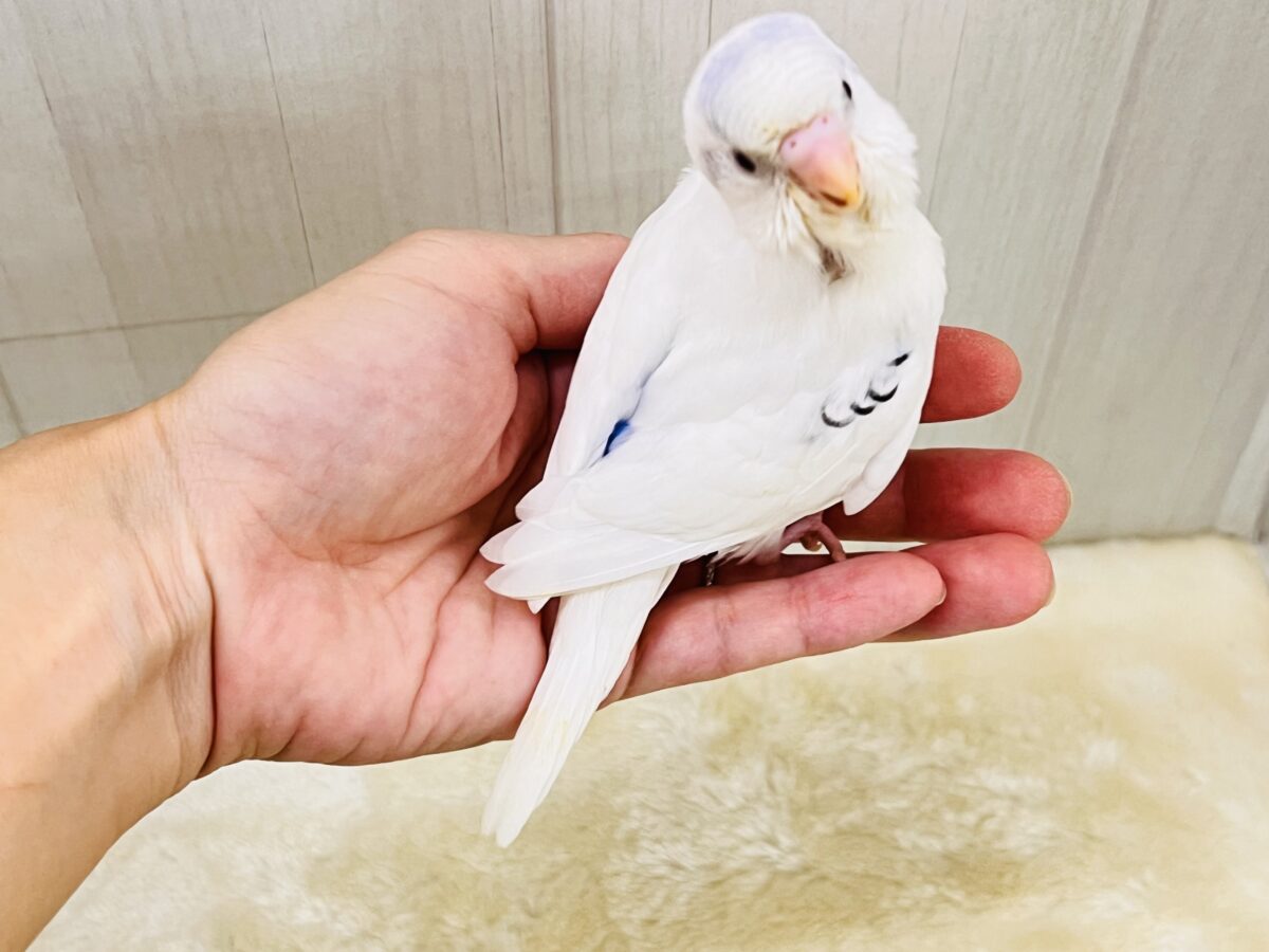忘れん坊の慌てん坊?♡セキセイインコのヘビーブルーパイド💙 セキセイインコ