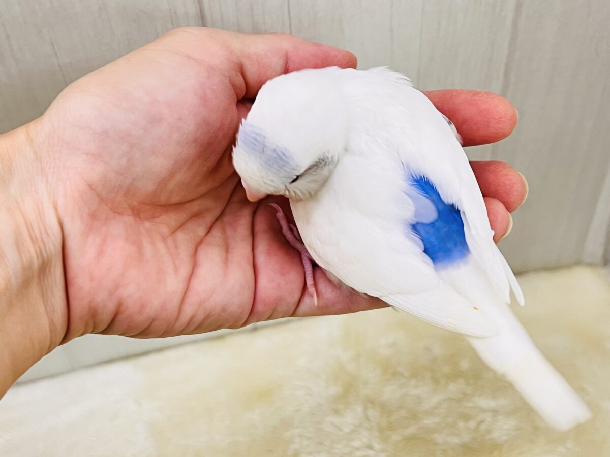 忘れん坊の慌てん坊?♡セキセイインコのヘビーブルーパイド💙 セキセイインコ