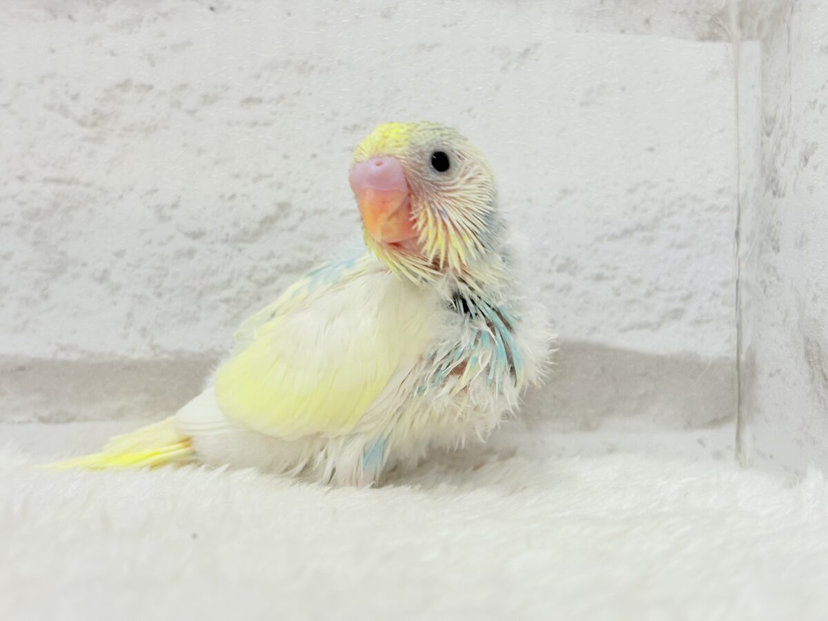 ヨチヨチ歩きで突撃だっ!!!セキセイインコ(パステルレインボーパイド) ヒナ セキセイインコ