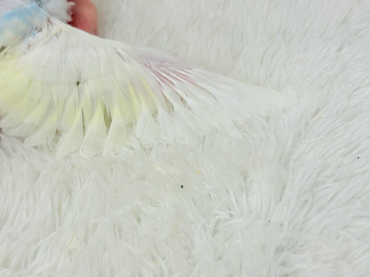 ヨチヨチ歩きで突撃だっ!!!セキセイインコ(パステルレインボーパイド) ヒナ セキセイインコ