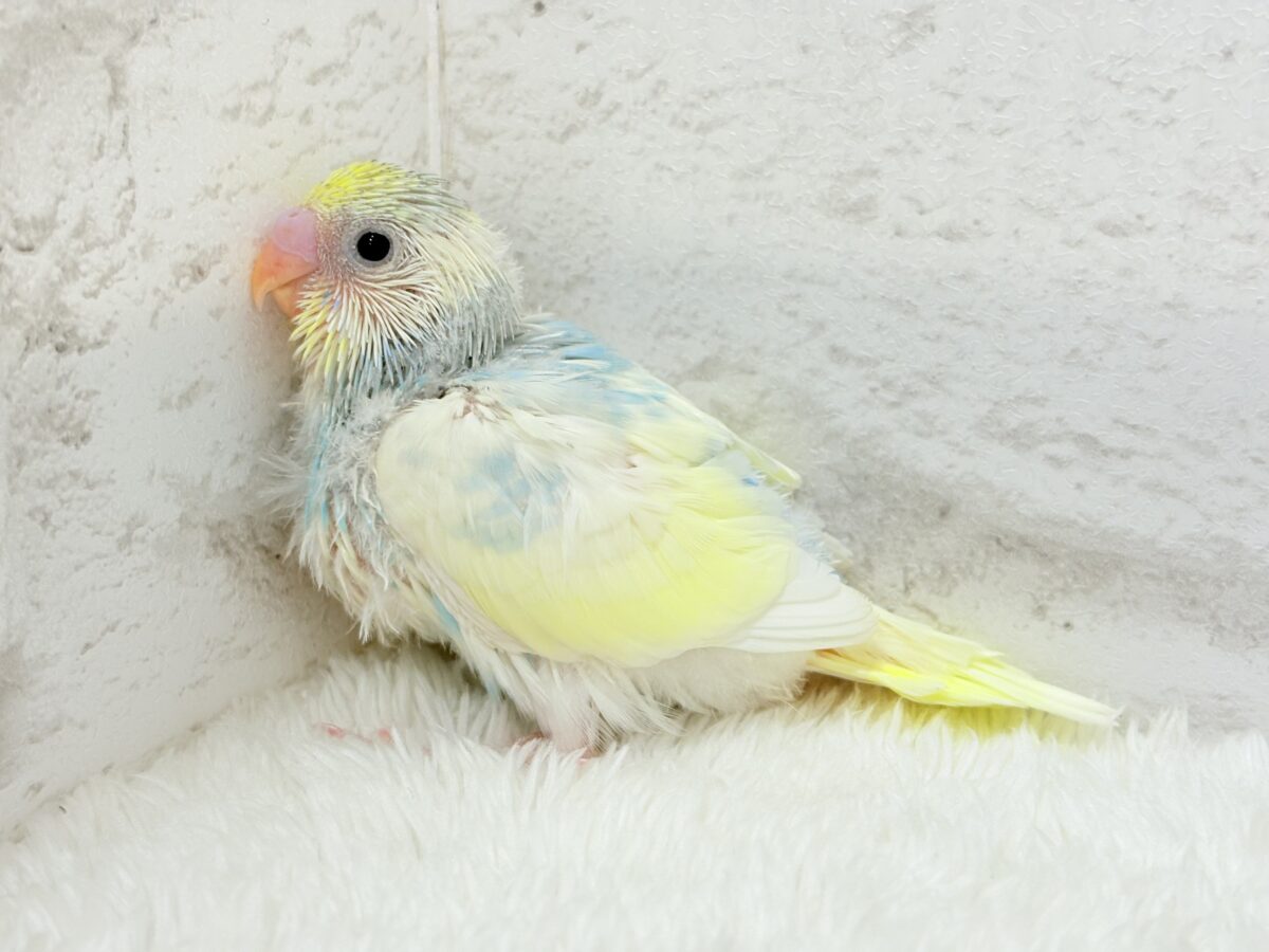 ヨチヨチ歩きで突撃だっ!!!セキセイインコ(パステルレインボーパイド) ヒナ セキセイインコ
