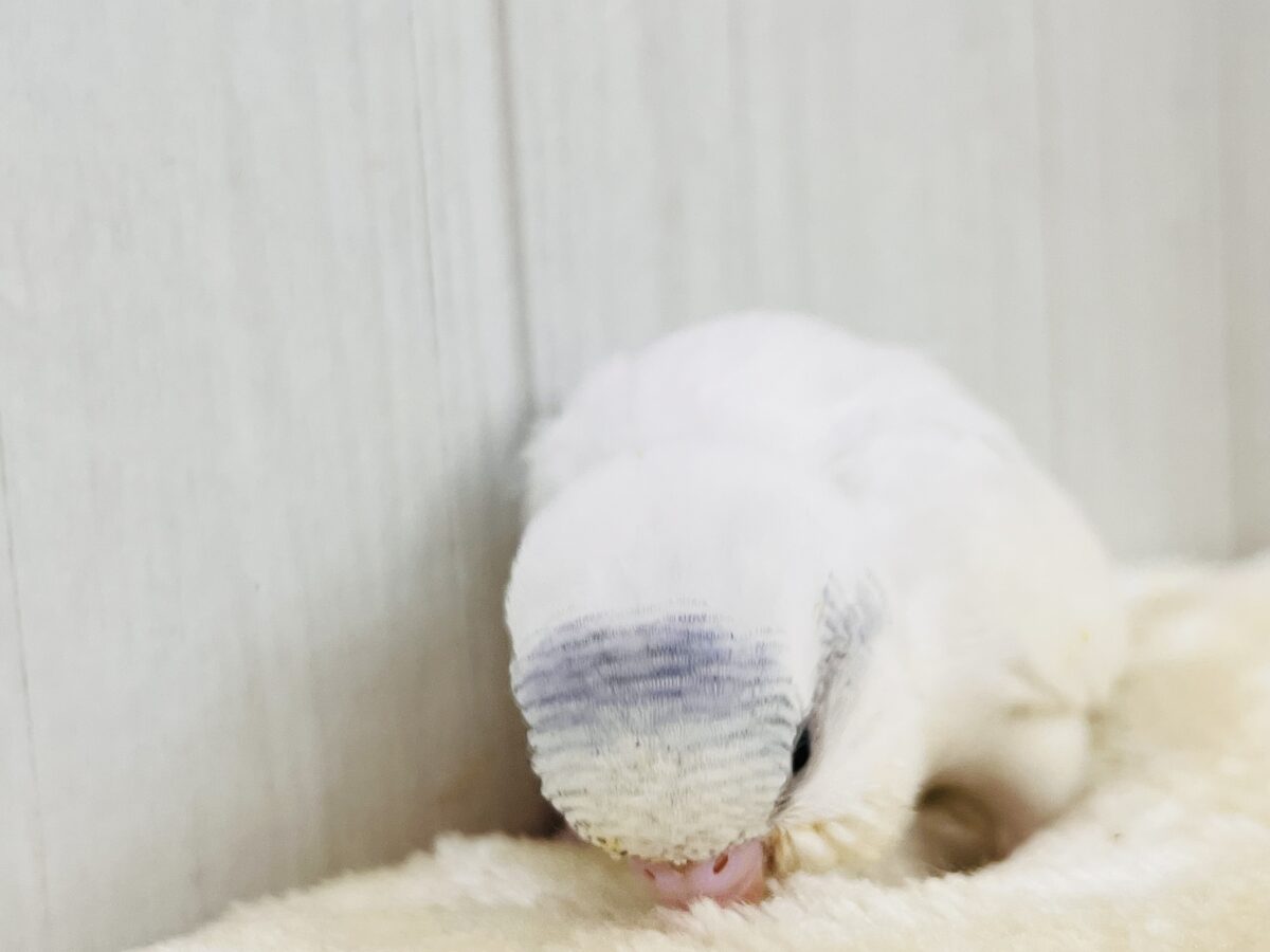 忘れん坊の慌てん坊?♡セキセイインコのヘビーブルーパイド💙 セキセイインコ