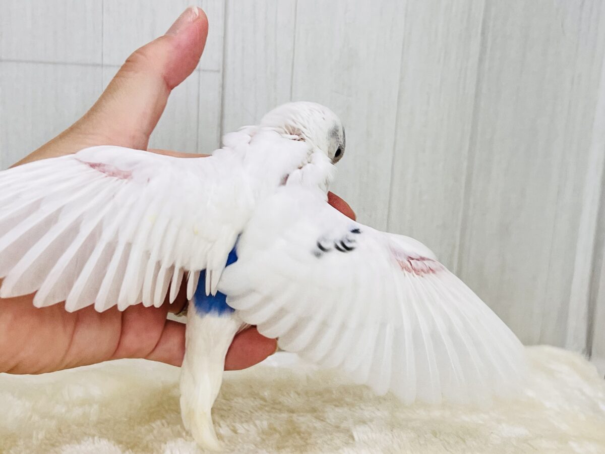 忘れん坊の慌てん坊?♡セキセイインコのヘビーブルーパイド💙 セキセイインコ