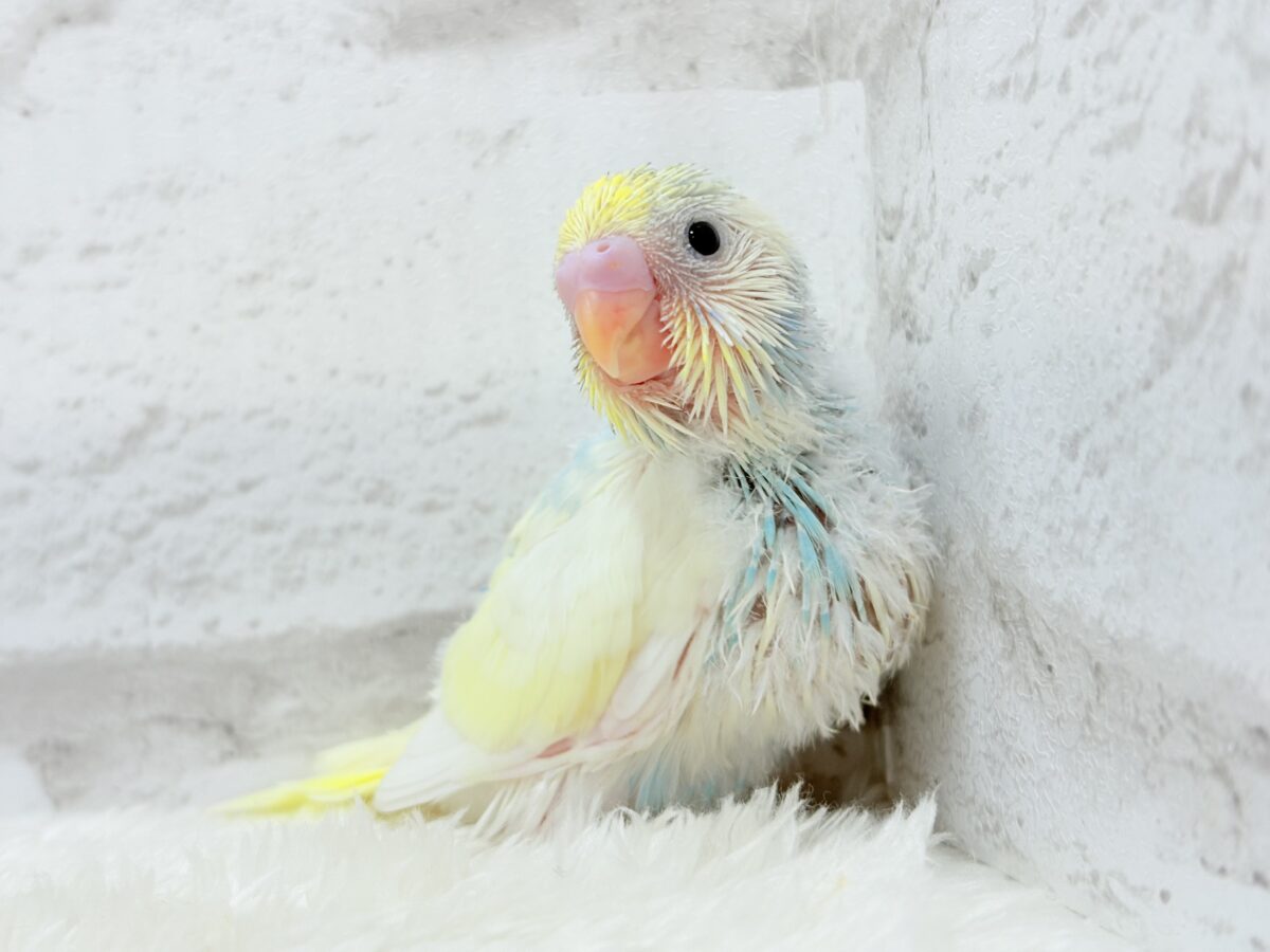 ヨチヨチ歩きで突撃だっ!!!セキセイインコ(パステルレインボーパイド) ヒナ セキセイインコ
