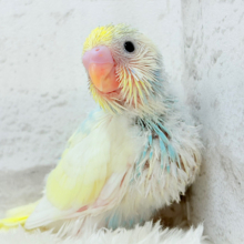 ヨチヨチ歩きで突撃だっ！！！セキセイインコ(パステルレインボーパイド) ヒナ