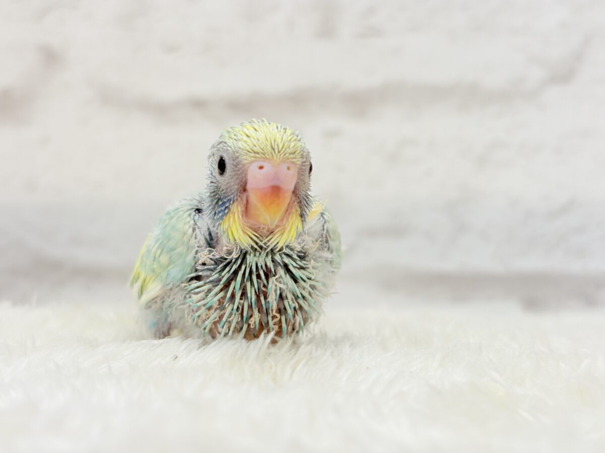 【最新画像更新🪄】ハッピースマイルが炸裂しちゃう🐣💖セキセイインコ(パステルカラーレインボー) ヒナ セキセイインコ