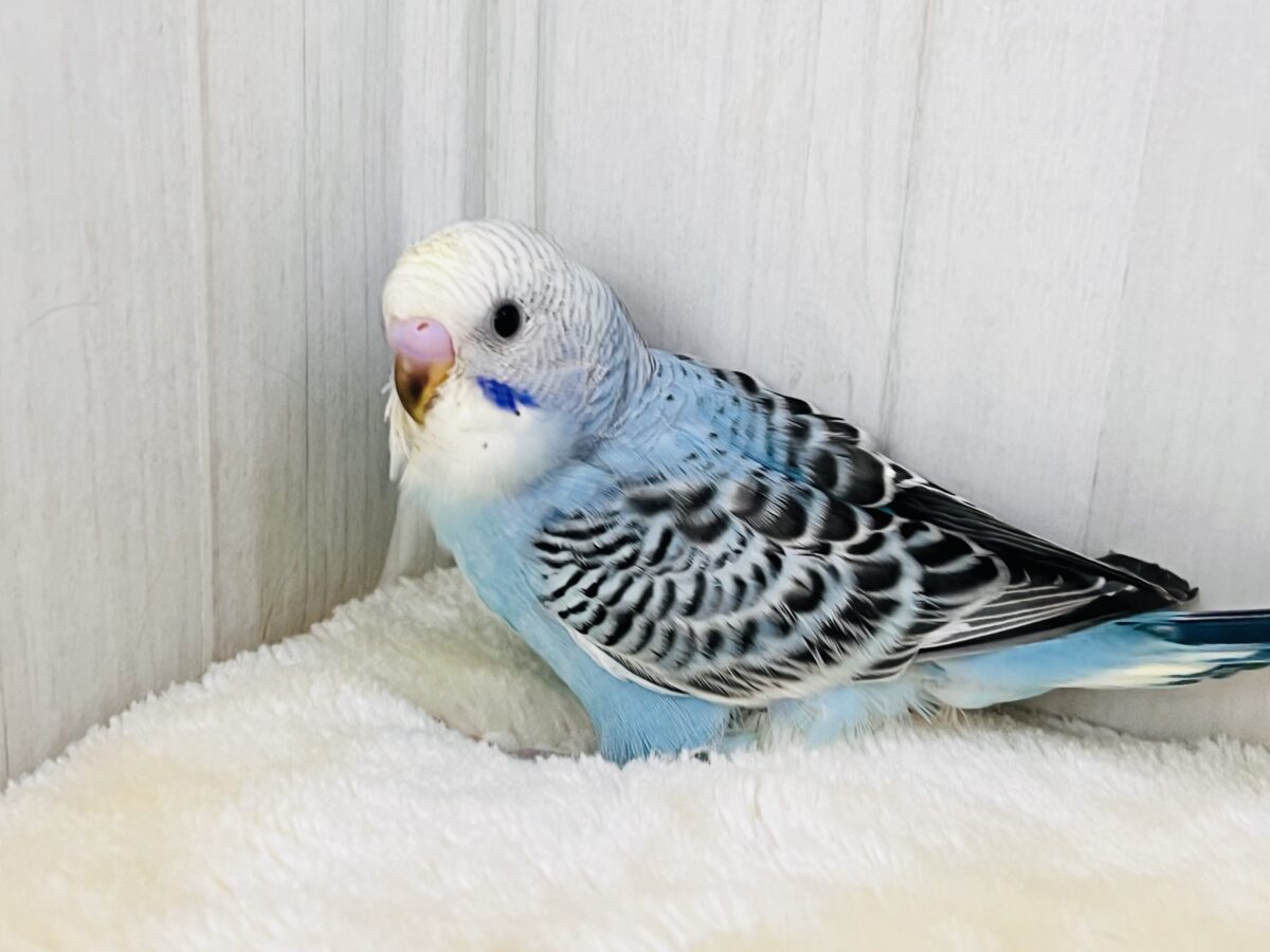 ピカっと🌟みんなを明るく照らすよ💡セキセイインコのイエローフェイス💛 セキセイインコ