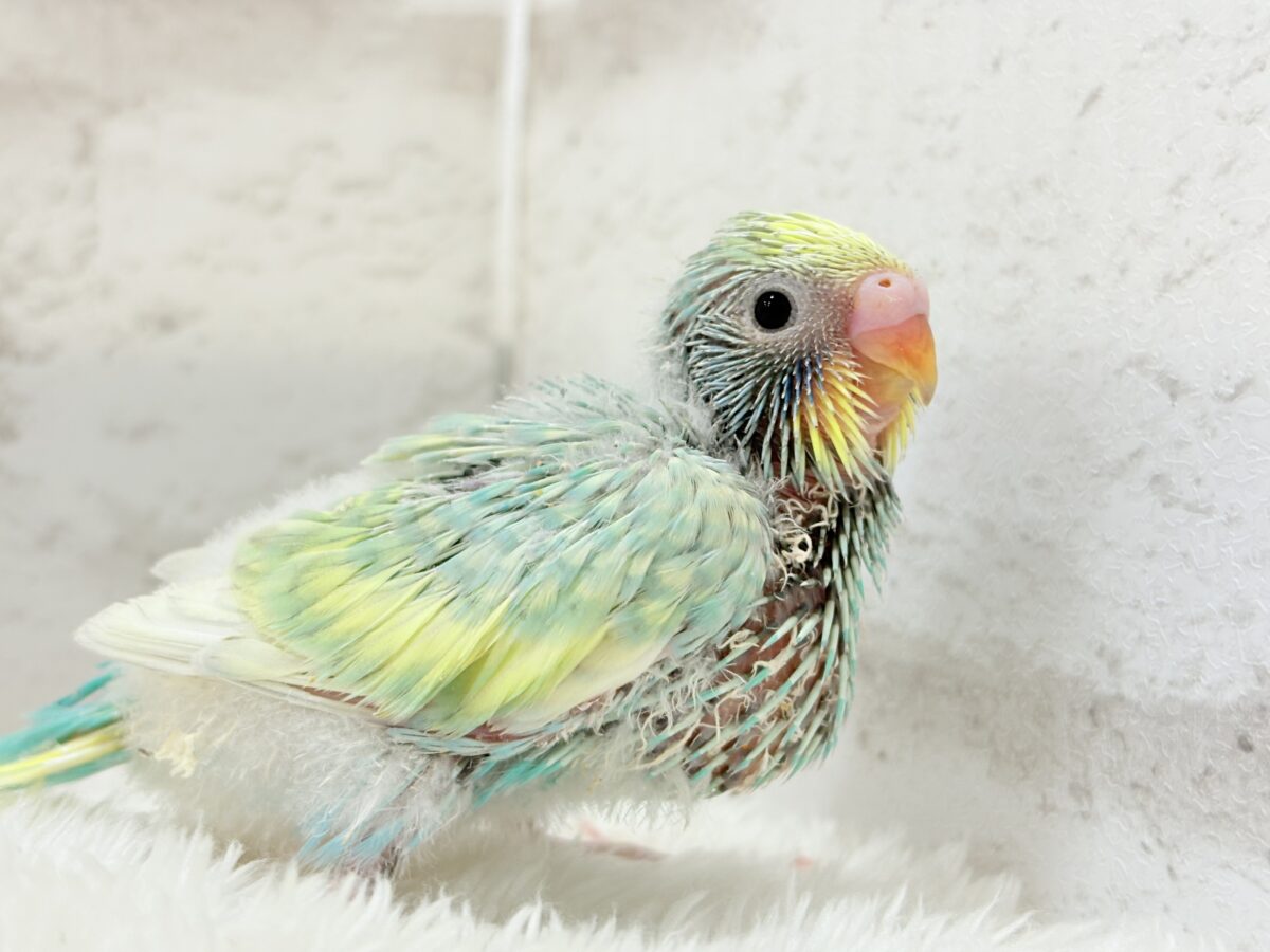 【最新画像更新🪄】ハッピースマイルが炸裂しちゃう🐣💖セキセイインコ(パステルカラーレインボー) ヒナ セキセイインコ