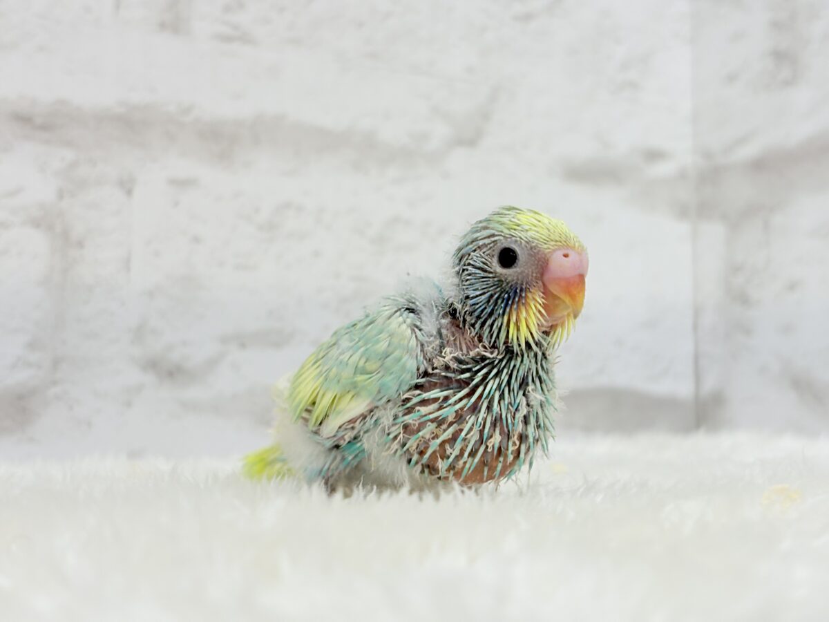【最新画像更新🪄】ハッピースマイルが炸裂しちゃう🐣💖セキセイインコ(パステルカラーレインボー) ヒナ セキセイインコ