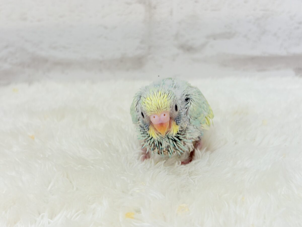【最新画像更新🪄】ハッピースマイルが炸裂しちゃう🐣💖セキセイインコ(パステルカラーレインボー) ヒナ セキセイインコ