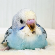 ピカっと🌟みんなを明るく照らすよ💡セキセイインコのイエローフェイス💛