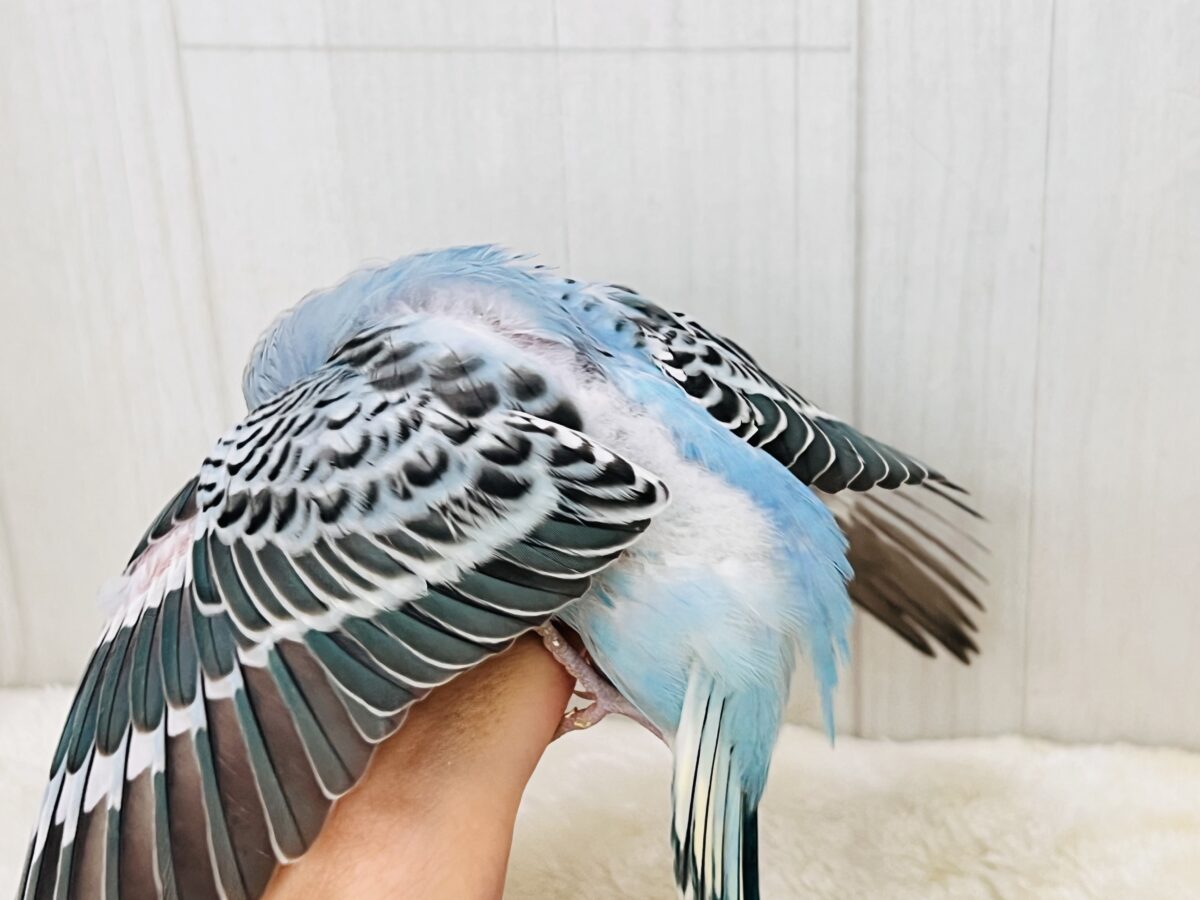 ピカっと🌟みんなを明るく照らすよ💡セキセイインコのイエローフェイス💛 セキセイインコ