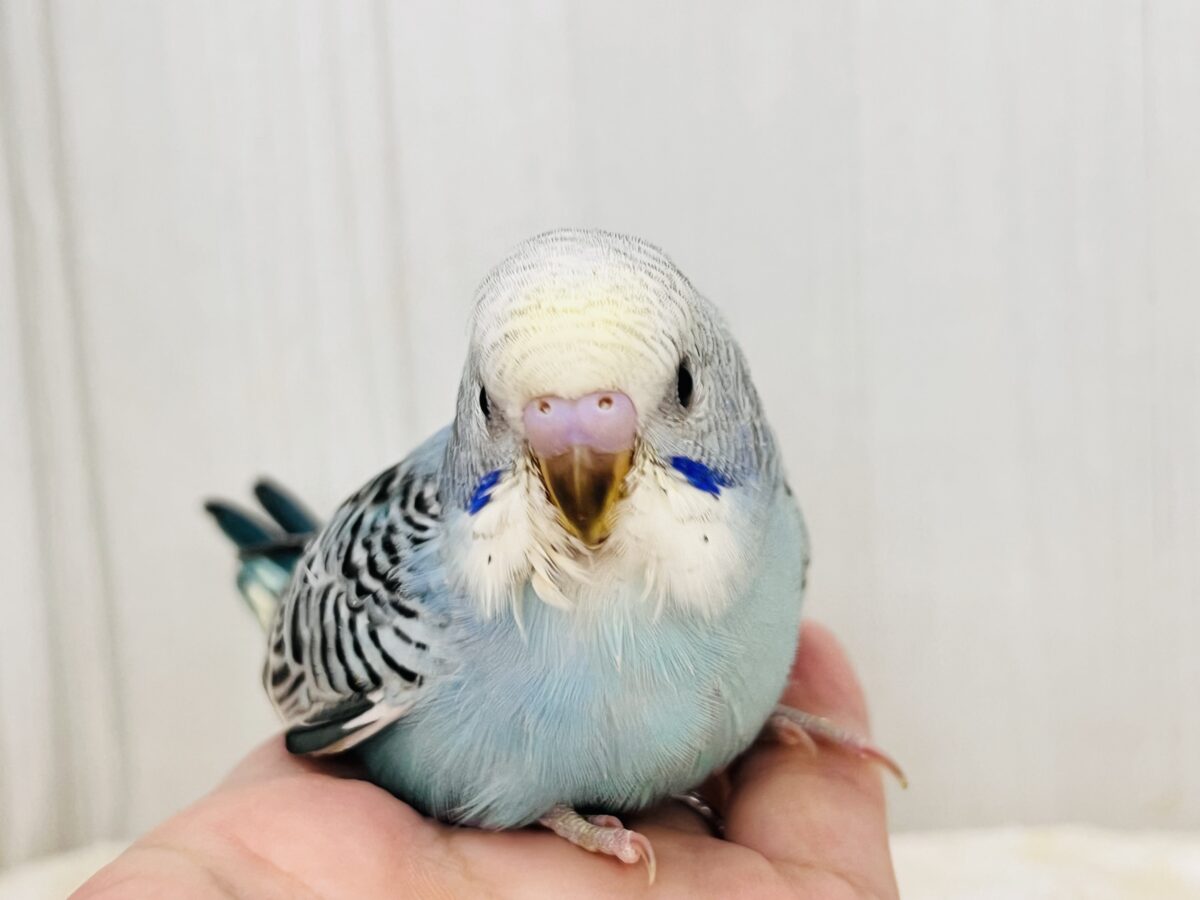 ピカっと🌟みんなを明るく照らすよ💡セキセイインコのイエローフェイス💛 セキセイインコ