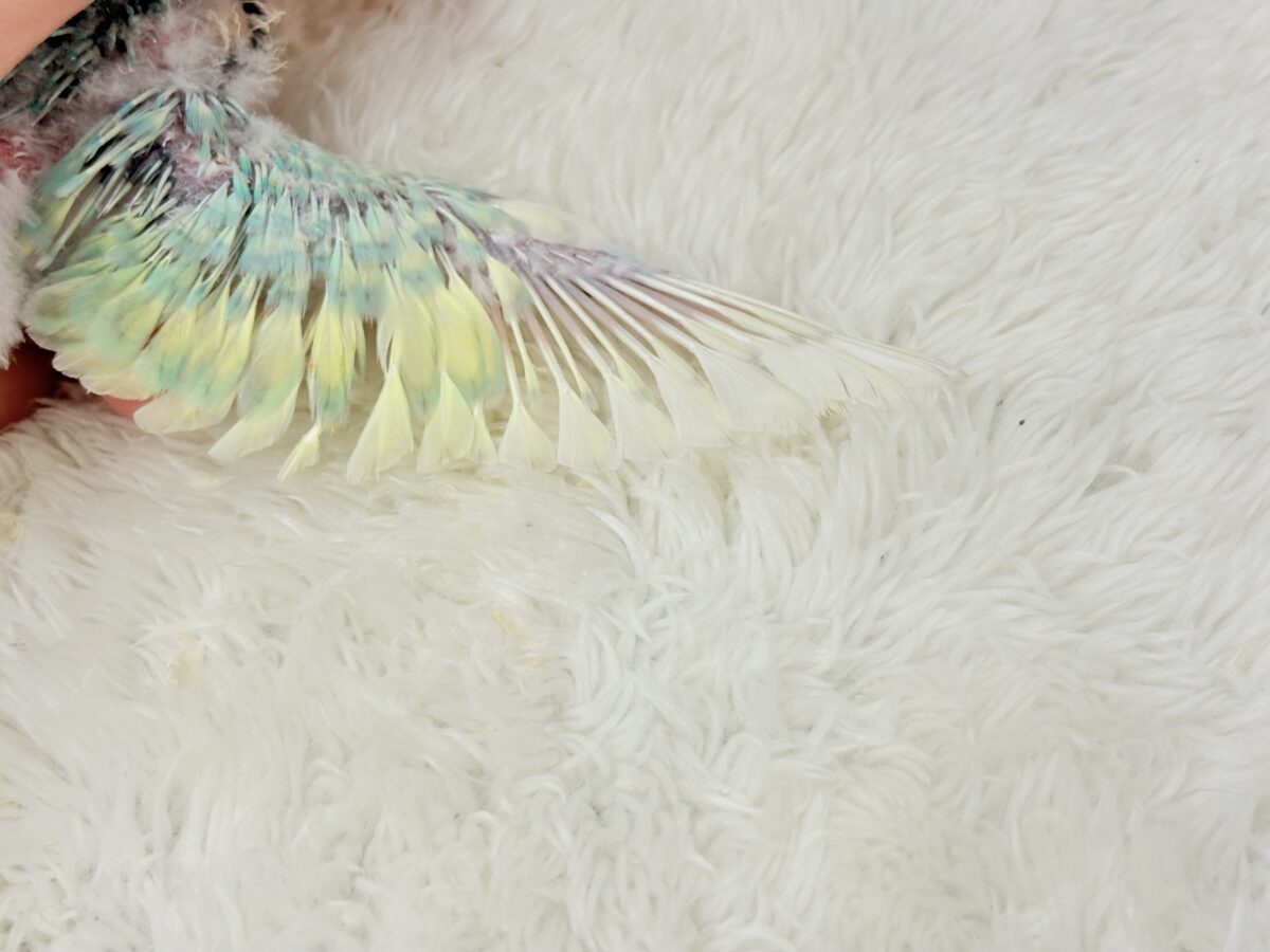 【最新画像更新🪄】ハッピースマイルが炸裂しちゃう🐣💖セキセイインコ(パステルカラーレインボー) ヒナ セキセイインコ