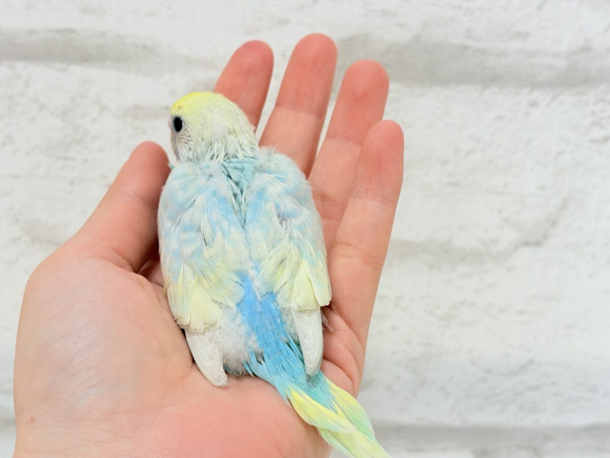 【最新画像更新🪄】アイドルフェイスにメッロメロ♡♥♡セキセイインコ(パステルレインボー) ヒナ セキセイインコ