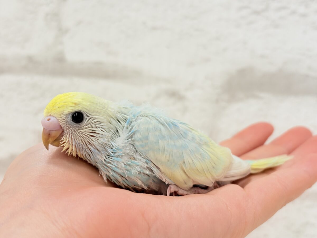 【最新画像更新🪄】アイドルフェイスにメッロメロ♡♥♡セキセイインコ(パステルレインボー) ヒナ セキセイインコ