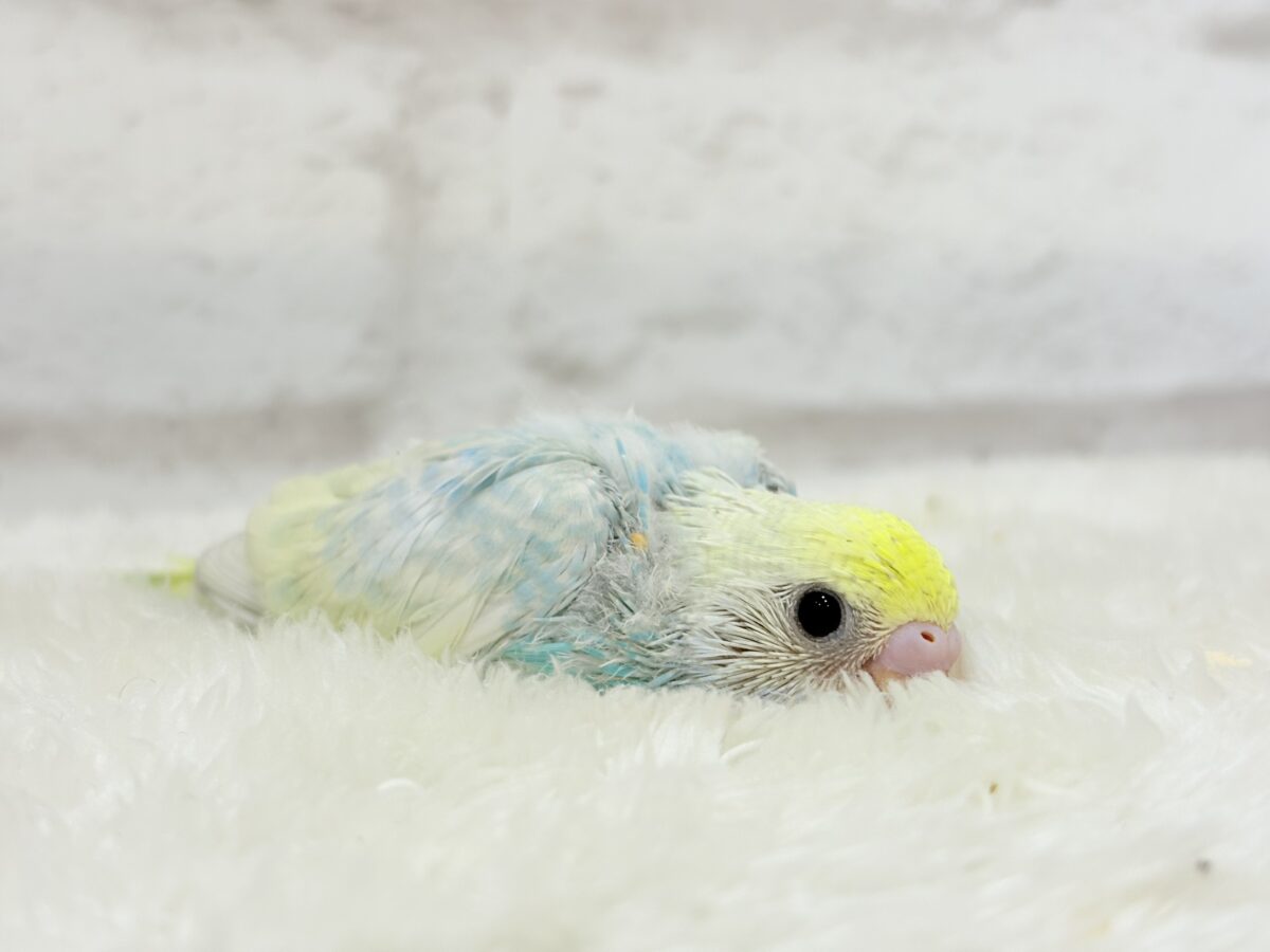 【最新画像更新🪄】アイドルフェイスにメッロメロ♡♥♡セキセイインコ(パステルレインボー) ヒナ セキセイインコ