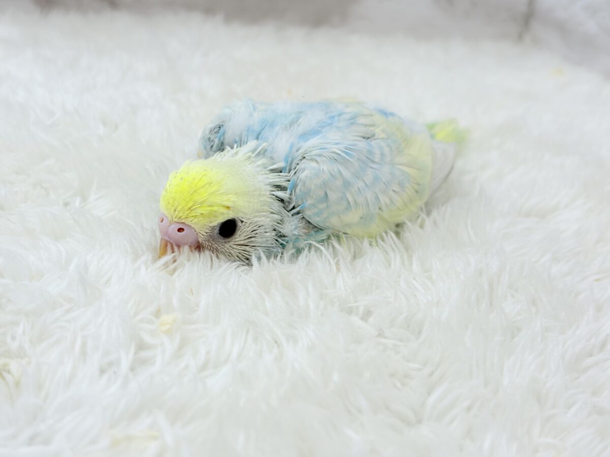 【最新画像更新🪄】アイドルフェイスにメッロメロ♡♥♡セキセイインコ(パステルレインボー) ヒナ セキセイインコ