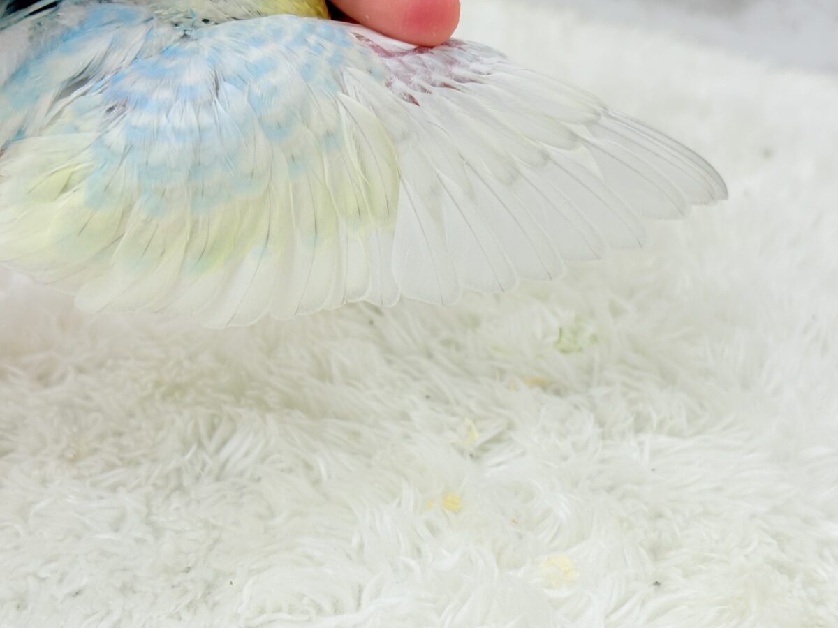 【最新画像更新🪄】アイドルフェイスにメッロメロ♡♥♡セキセイインコ(パステルレインボー) ヒナ セキセイインコ