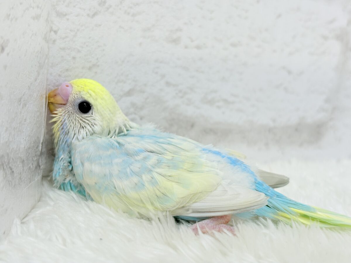 【最新画像更新🪄】アイドルフェイスにメッロメロ♡♥♡セキセイインコ(パステルレインボー) ヒナ セキセイインコ