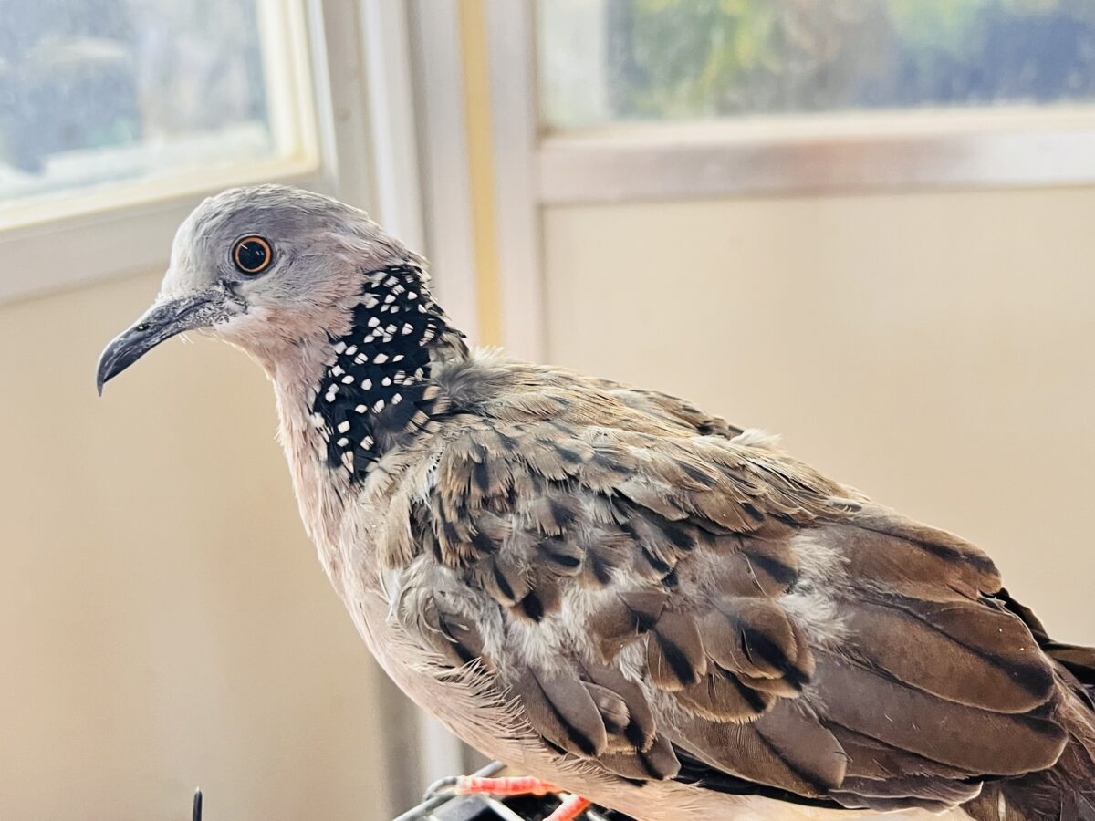 二和店ならでは‼︎8.10の日だよ🕊️鳩フェア開催中! 説明画像です