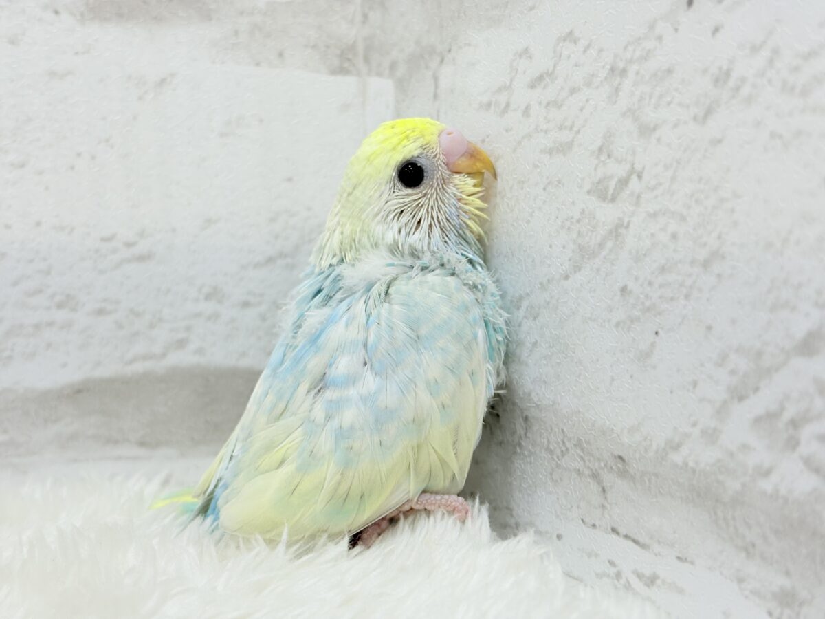 【最新画像更新🪄】アイドルフェイスにメッロメロ♡♥♡セキセイインコ(パステルレインボー) ヒナ セキセイインコ