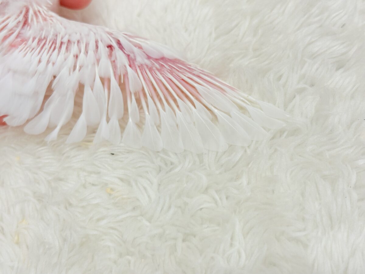 季節外れの雪ん子登場☃️🫧セキセイインコ(ヘビーパイド) ヒナ セキセイインコ