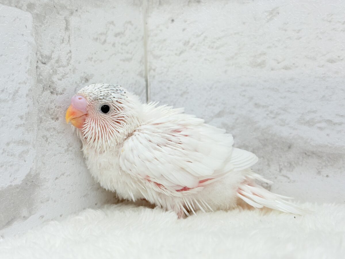 季節外れの雪ん子登場☃️🫧セキセイインコ(ヘビーパイド) ヒナ セキセイインコ