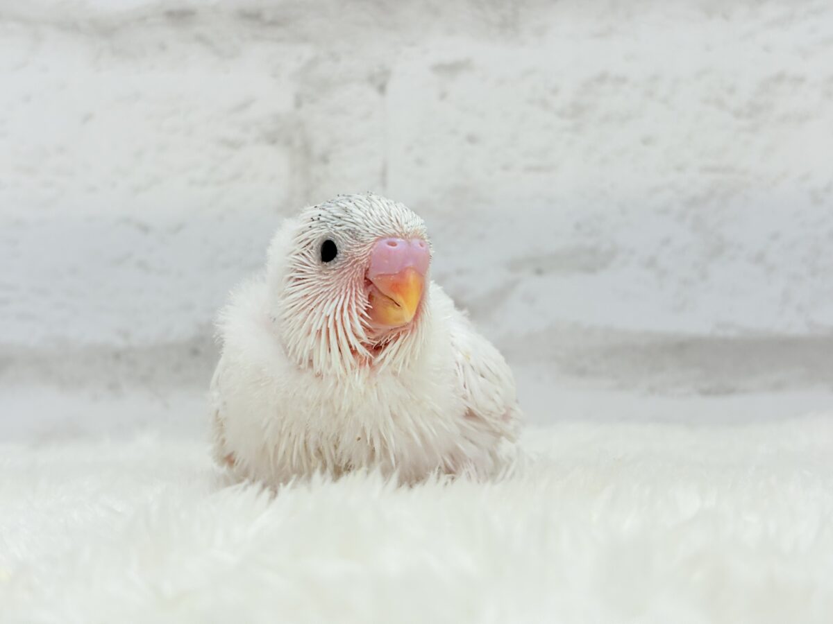季節外れの雪ん子登場☃️🫧セキセイインコ(ヘビーパイド) ヒナ セキセイインコ