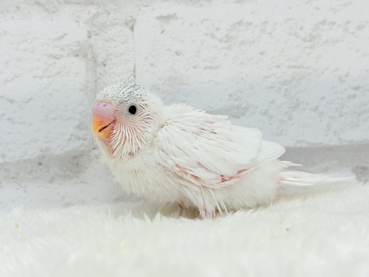 季節外れの雪ん子登場☃️🫧セキセイインコ(ヘビーパイド) ヒナ セキセイインコ